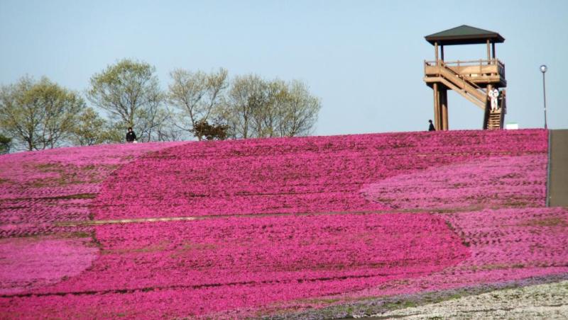 市貝町 芝ざくら公園 毎日お疲れ 弐